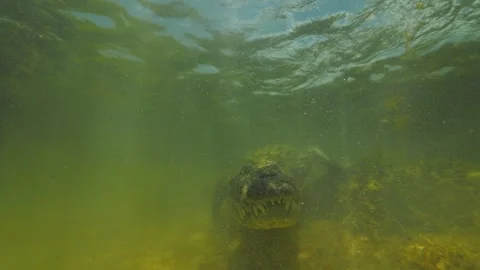 Underwater 4K slow-motion of crocodile from Mexico’s Banco Chinchorro reef Stock Footage 328364231