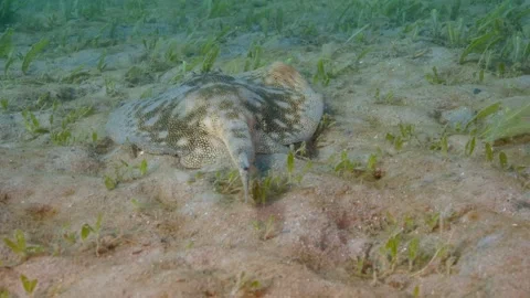 Underwater 4k Stingray Stock Footage 247510425