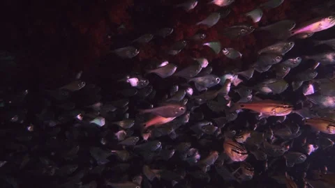 Underwater 4K - Sweepers under Ledge with Soft Coral at Eboshi Rock 309 Stock Footage 337052822