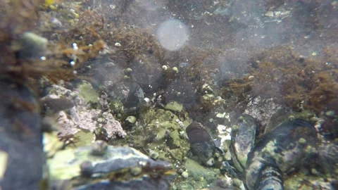 Underwater 4K Time Lapse of Hermit Crabs and Marine Life in Tide Pool Stock Footage 330382417