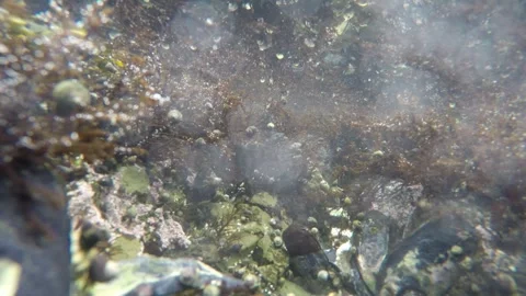 Underwater 4K Time Lapse of Hermit Crabs and Marine Life in Tide Pool Stock Footage 330382424
