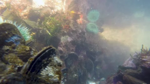Underwater 4K Time Lapse of Sea Anemone and Tidal Surge in Tide Pool Stock Footage 330037493