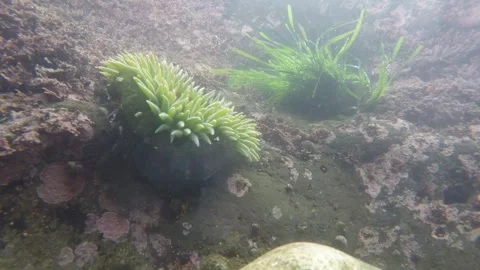 Underwater 4K Time Lapse of Sea Anemone and Plankton Surge in Tide Pool Stock Footage 330382438