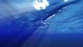 Underwater 60 seconds LM17 Loop Sunlight 4k or 4k+ Resolution