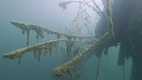 Underwater abstract tree with branches wrapped in algae in the depths of a lake Stock Footage 254391182
