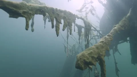 Underwater abstract tree with branches wrapped in algae in a lake Stock Footage 254391341