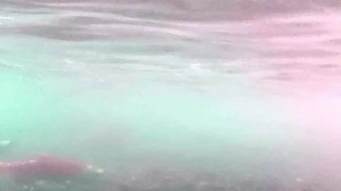 Underwater action camera footage of red spawning sockeye salmon swimming in Video stock 346190204