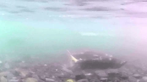 Underwater action camera footage of red spawning sockeye salmon swimming in Video stock 346190255