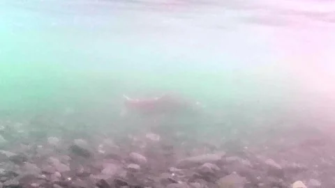 Underwater action camera footage of red spawning sockeye salmon swimming in Video stock 346252970