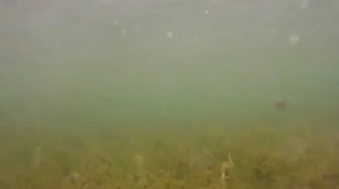 Underwater action Stock Footage 12725196