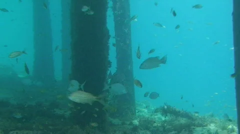 Underwater Adventure Stock Footage 492788