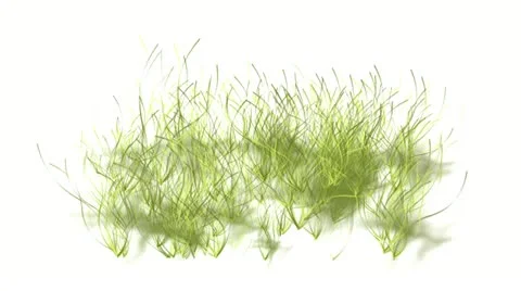 Underwater Algae 3D Stock Footage 11292527