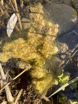 Underwater Algae and Air Bubbles in Sunlit Stream Foto stock