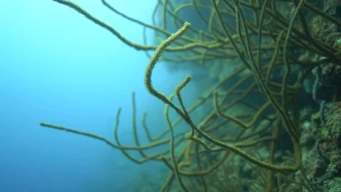 Underwater Algae and Corals Close up Video stock 91779704