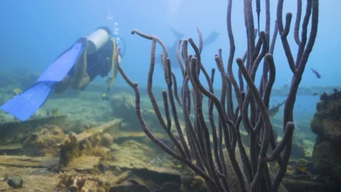 Underwater Algae and Corals with Divers in the Background Stock Footage 91779726