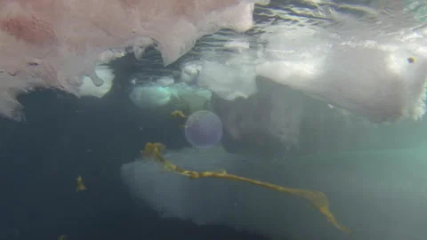 Underwater Algae Beneath Arctic Sea Ice (HD, 24fps) Stock Footage 326951682