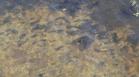 Underwater algae develop downstream Stock Footage 45944543