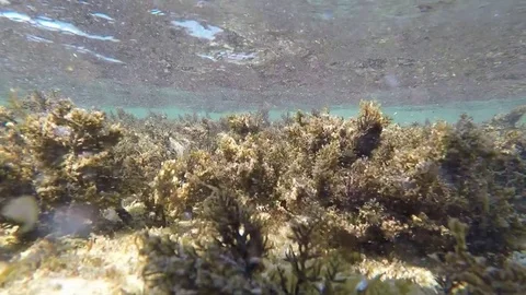 Underwater algae Video stock 77732613