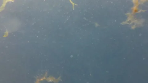 Underwater Algae Stock Footage 147337069