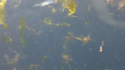 Underwater Algae Stock Footage 147337124