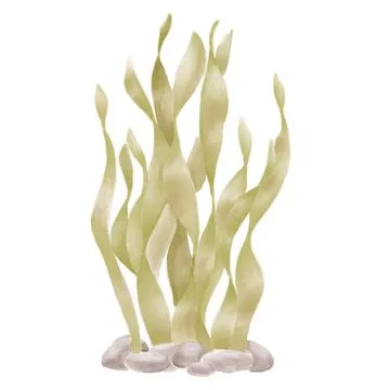 Underwater algae, marsh kelp, dark green color with pebbles on a white backgr Stock Illustration