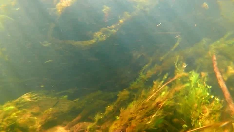Underwater Algae Moving in Strong River Waterflow Stock Footage 104058492