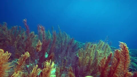 Underwater algae plants with perfect blue ocean Stock Footage 83357032