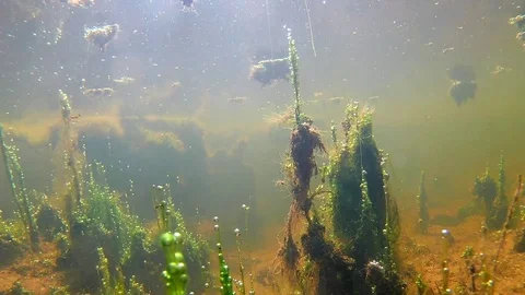 Underwater Algae Scenery; Little Bubbles in Underwater Plants Stock Footage 104147422