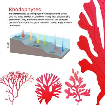 Underwater Algae seaweed elements Stock Illustration