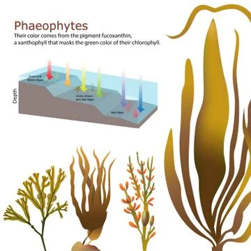 Underwater Algae seaweed elements Stock Illustration