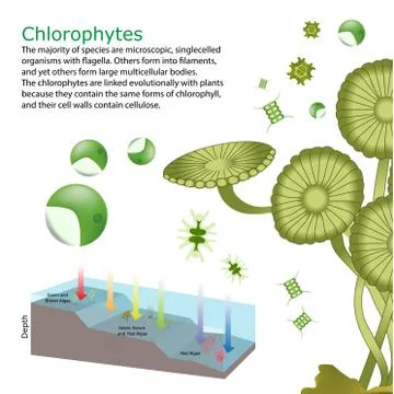 Underwater Algae seaweed elements Illustrazione stock