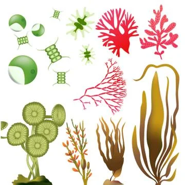Underwater Algae seaweed elements vector Stock Illustration