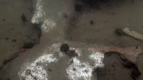 Underwater Ancient Bones Rest in Murky River After Centuries Stockbeeldmateriaal 321062673