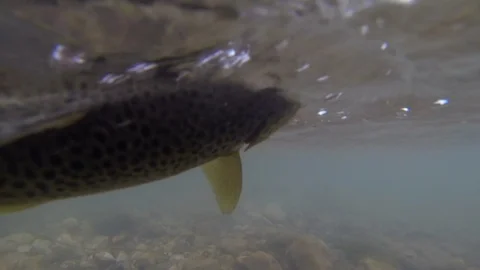 Underwater and surface shot man takes away hook from trout Video stock 101758417