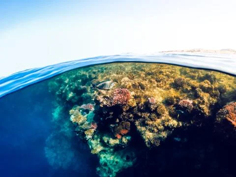 Underwater and surface split view in the tropics sea 写真素材