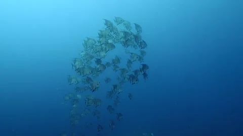 Underwater Up‑Angle School of Atlantic Spadefish in Blue Column – Martinique Stock Footage 318104987