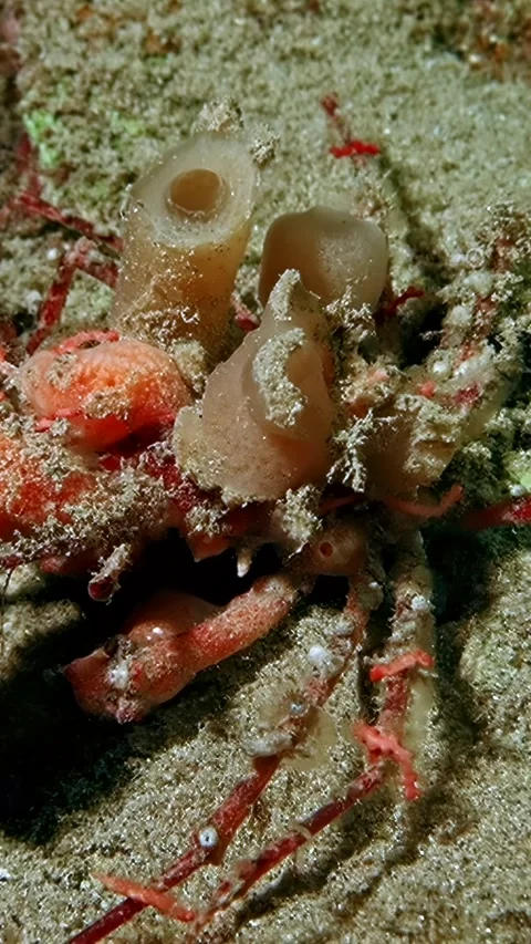 Underwater Aqaba marvels reveal a cryptic decorator crab Stock Footage 312003262