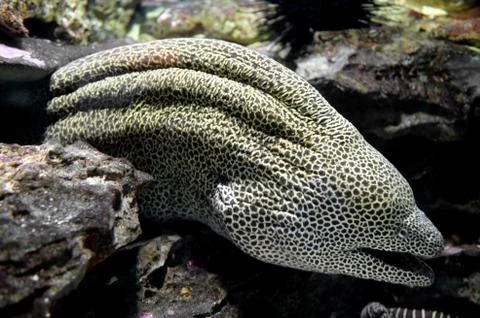 Underwater aquaium Stock Photos