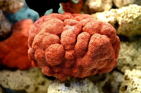 Underwater aquaium Stock Photos