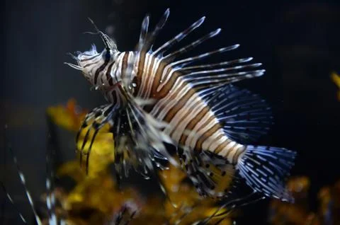 Underwater aquaium Stock Photos