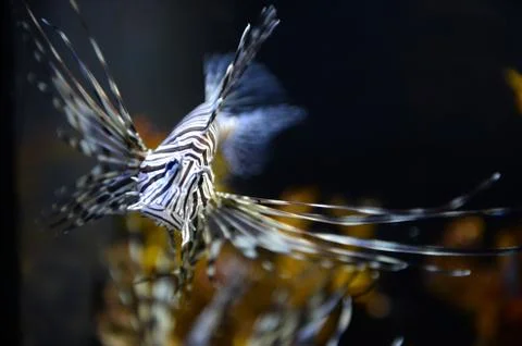 Underwater aquaium Stock Photos