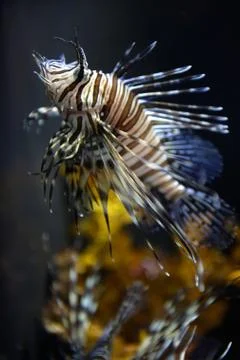 Underwater aquaium Stock Photos