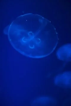 Underwater aquaium Stock Photos