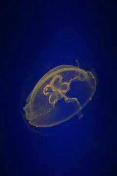 Underwater aquaium Stock Photos