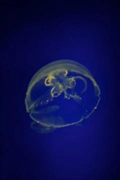 Underwater aquaium Stock Photos