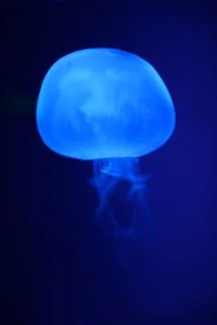 Underwater aquaium Stock Photos