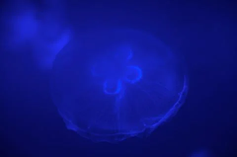 Underwater aquaium Stock Photos