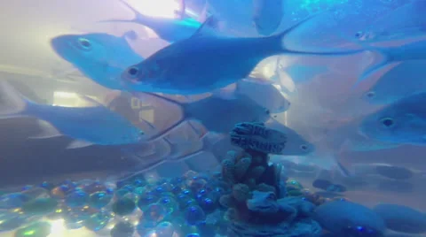 Underwater Aquarium 4 Video stock 39498980