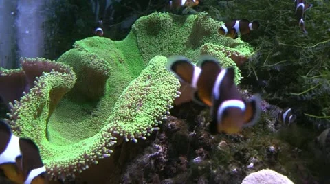 Underwater aquarium Stock Footage 12160347