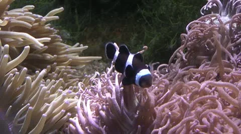 Underwater aquarium Stock Footage 12160402